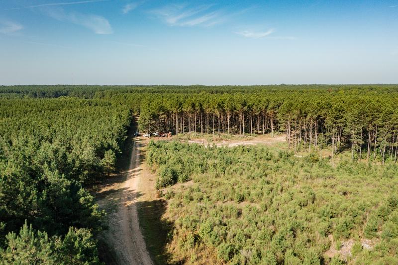 Timber stand aerial view