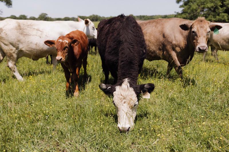 Cattle grazing 
