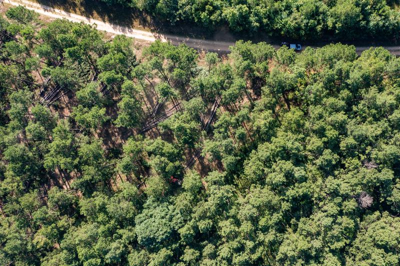 Aerial view of timber stand