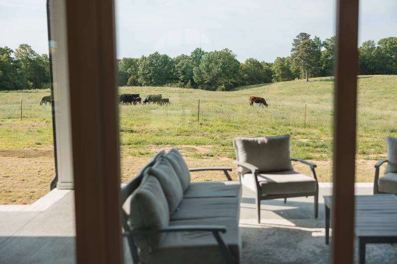 Back porch view cattle