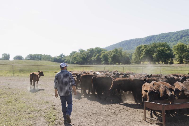 Gerald Strobel Farm Credit Director cooperative farm loans arkansas