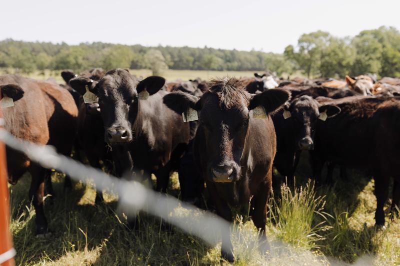 Gerald Strobel Farm Credit Director cooperative farm loans arkansas