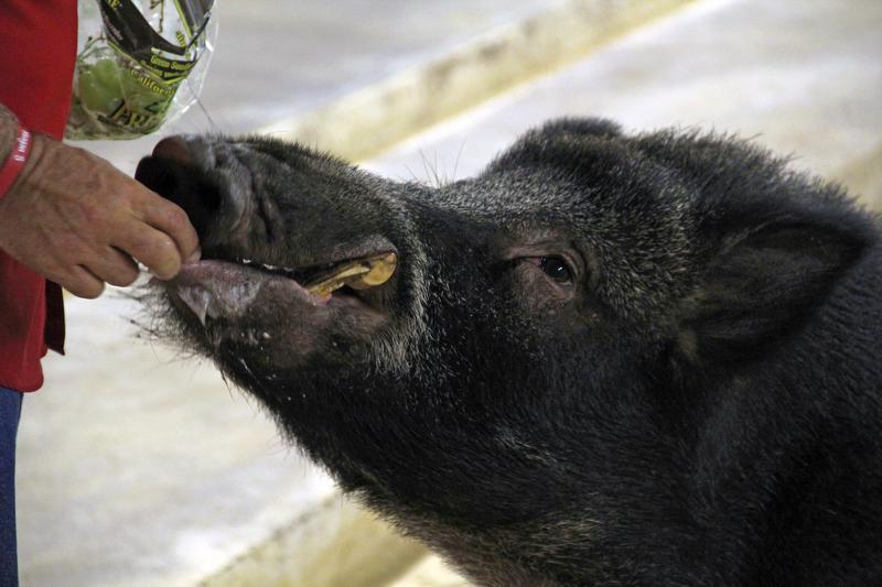 Tusk IV enjoys grapes as a snack