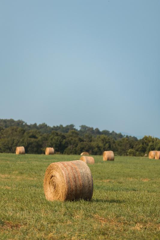Hay bales in a field