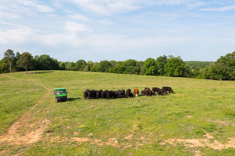 Western Arkansas cattle in Searcy County