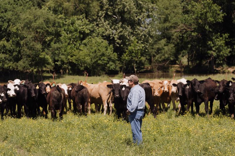 Steve Young cattleman Arkansas cattle loans cooperative farmer 