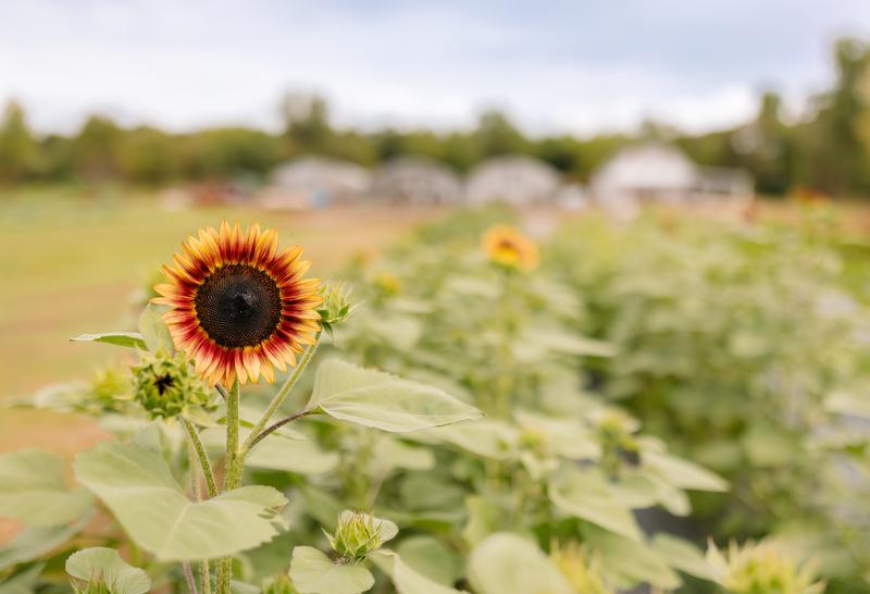 Arkansas sunflower farm