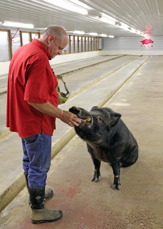 Keith Stokes feeding Tusk IV grapes