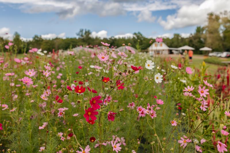 U-pick flower farm in Arkansas. Arkansas flower farm.