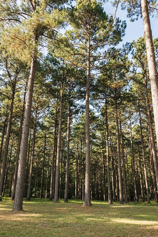 Arkansas timber stand