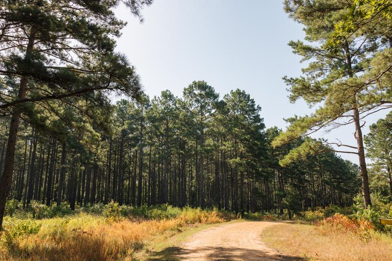 Timber road
