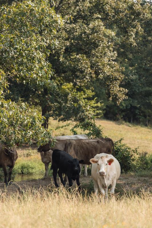 Cows in the distance near a tree