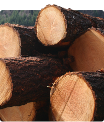 Stacked logs of timber