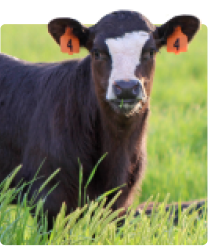 A calf standing in a field of green grass