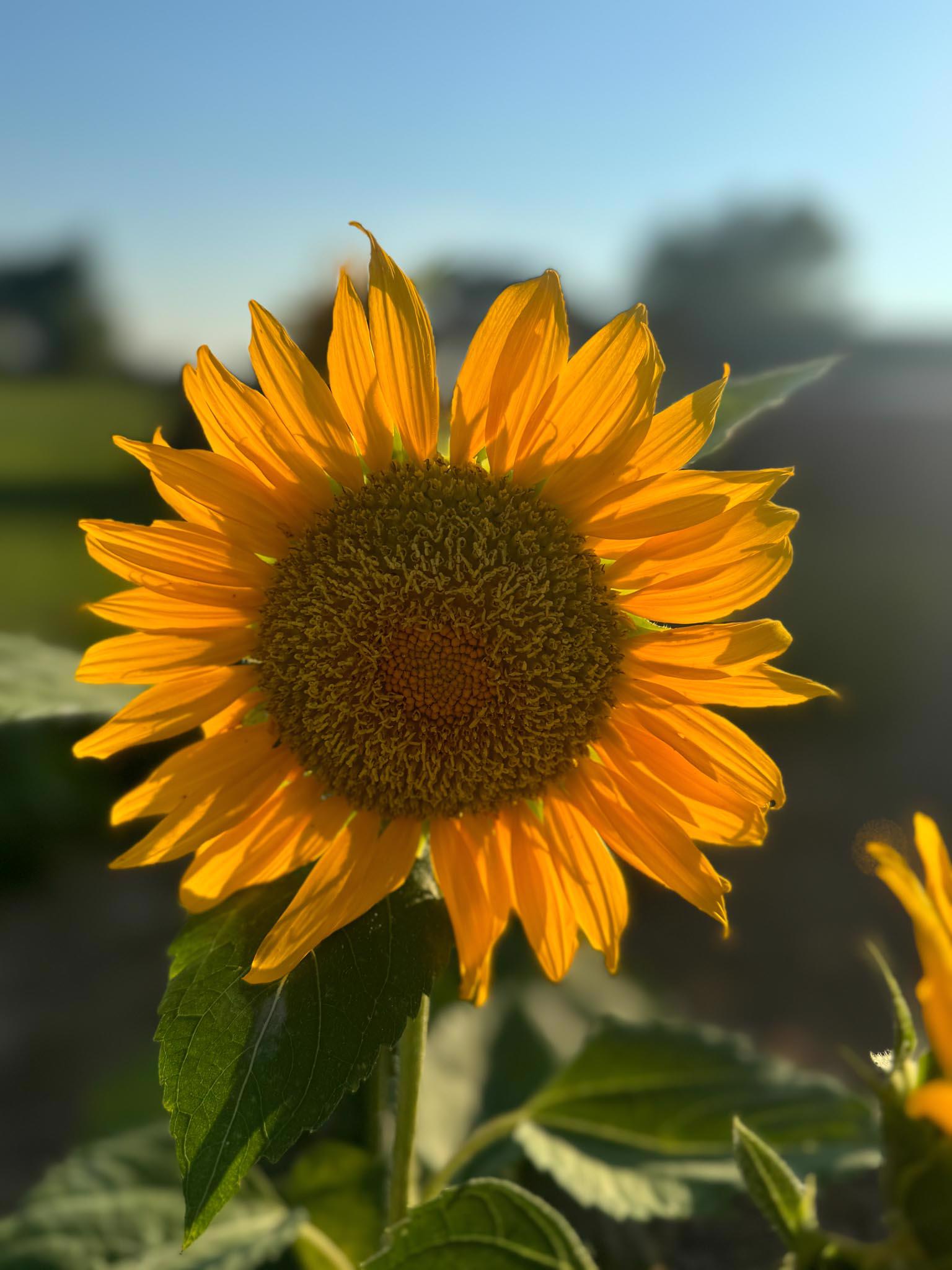 Sunflower close up