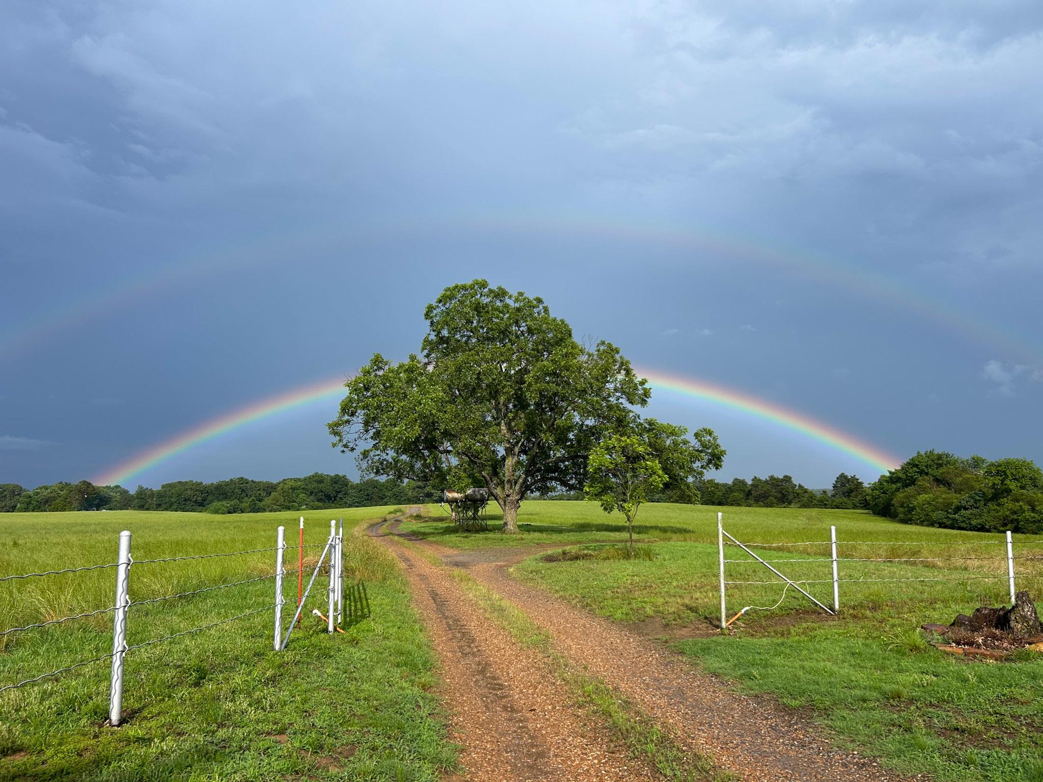 A rainbow arches across a green pasture, framing a large tree along a gravel farm road.