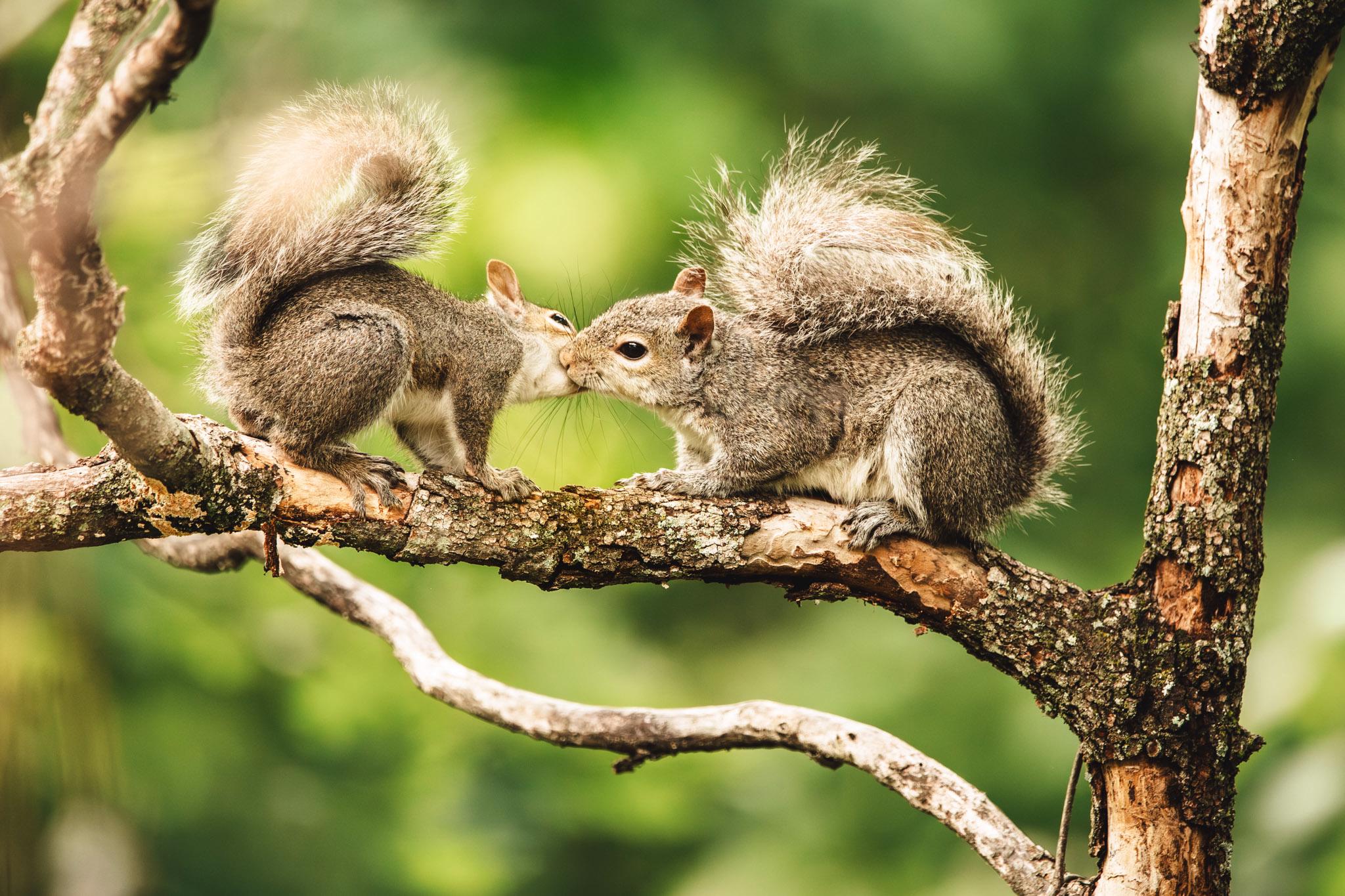 Two squirrels perched on a tree branch facing each other, surrounded by a softly blurred green background.