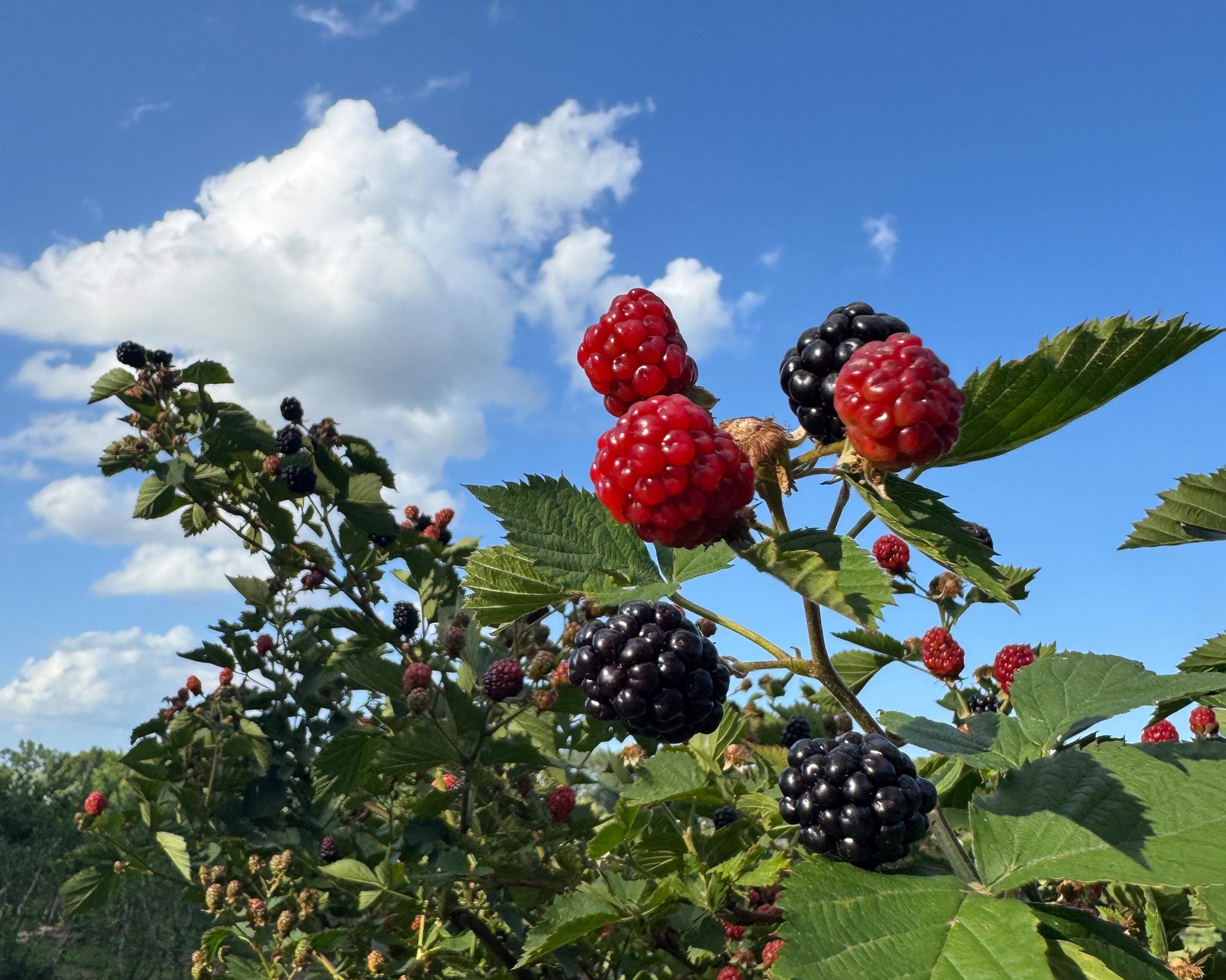Ripe blackberries and red berries growing on leafy vines beneath a bright blue sky with white clouds.