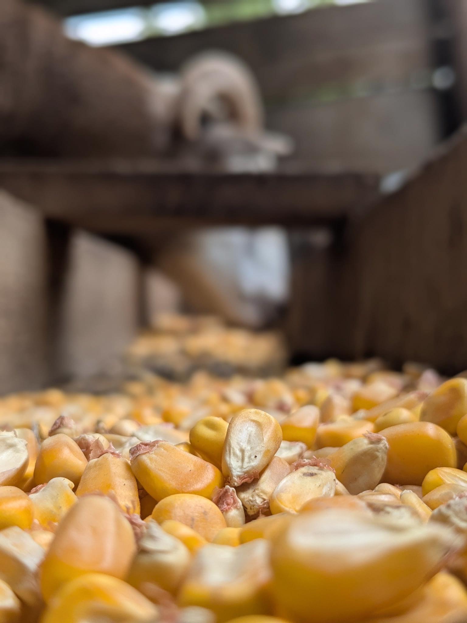 Close-up of yellow corn kernels scattered beneath farm equipment, with the background softly blurred.