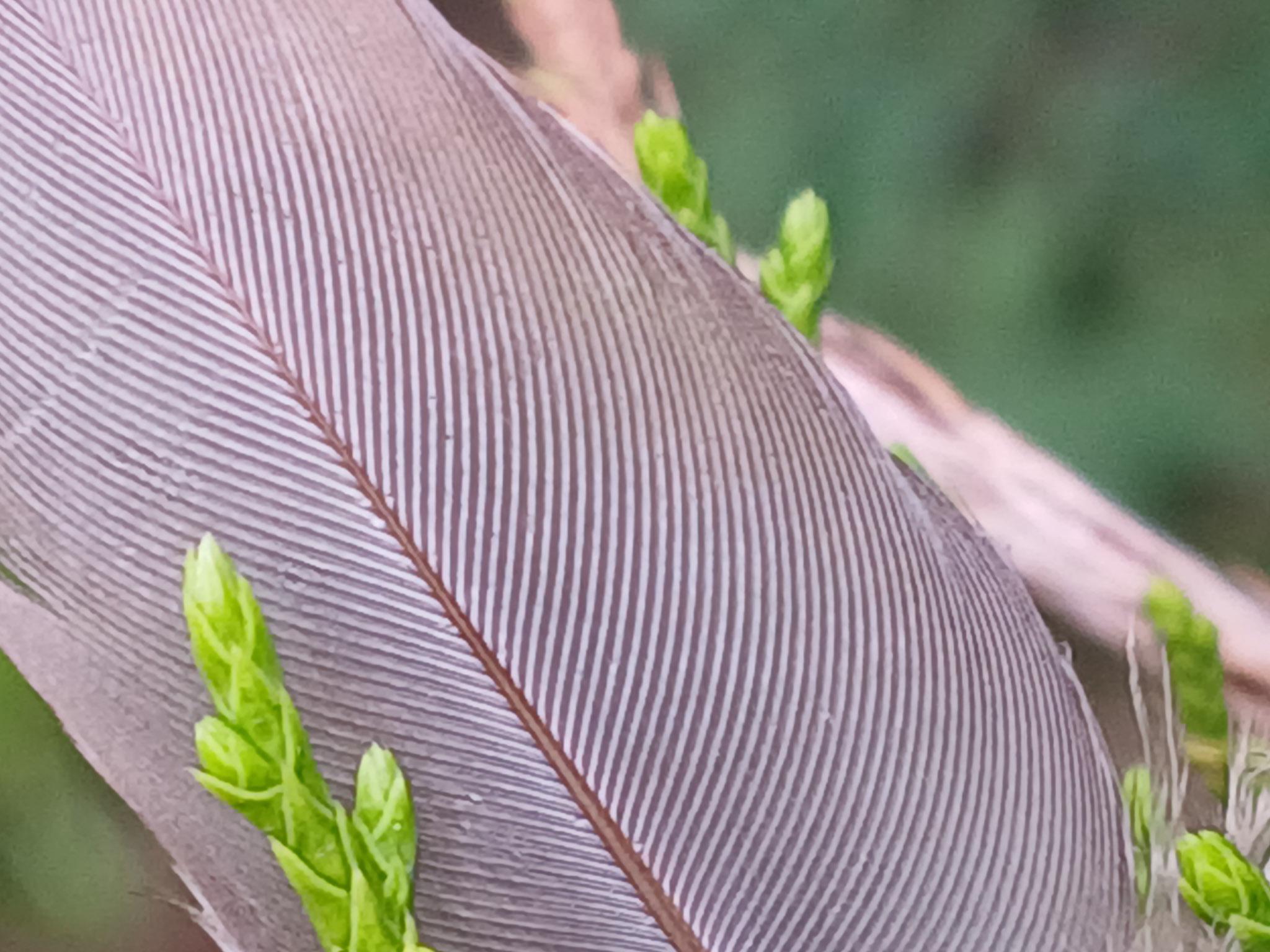 Macro photograph of a gray feather resting among fresh green leaves.