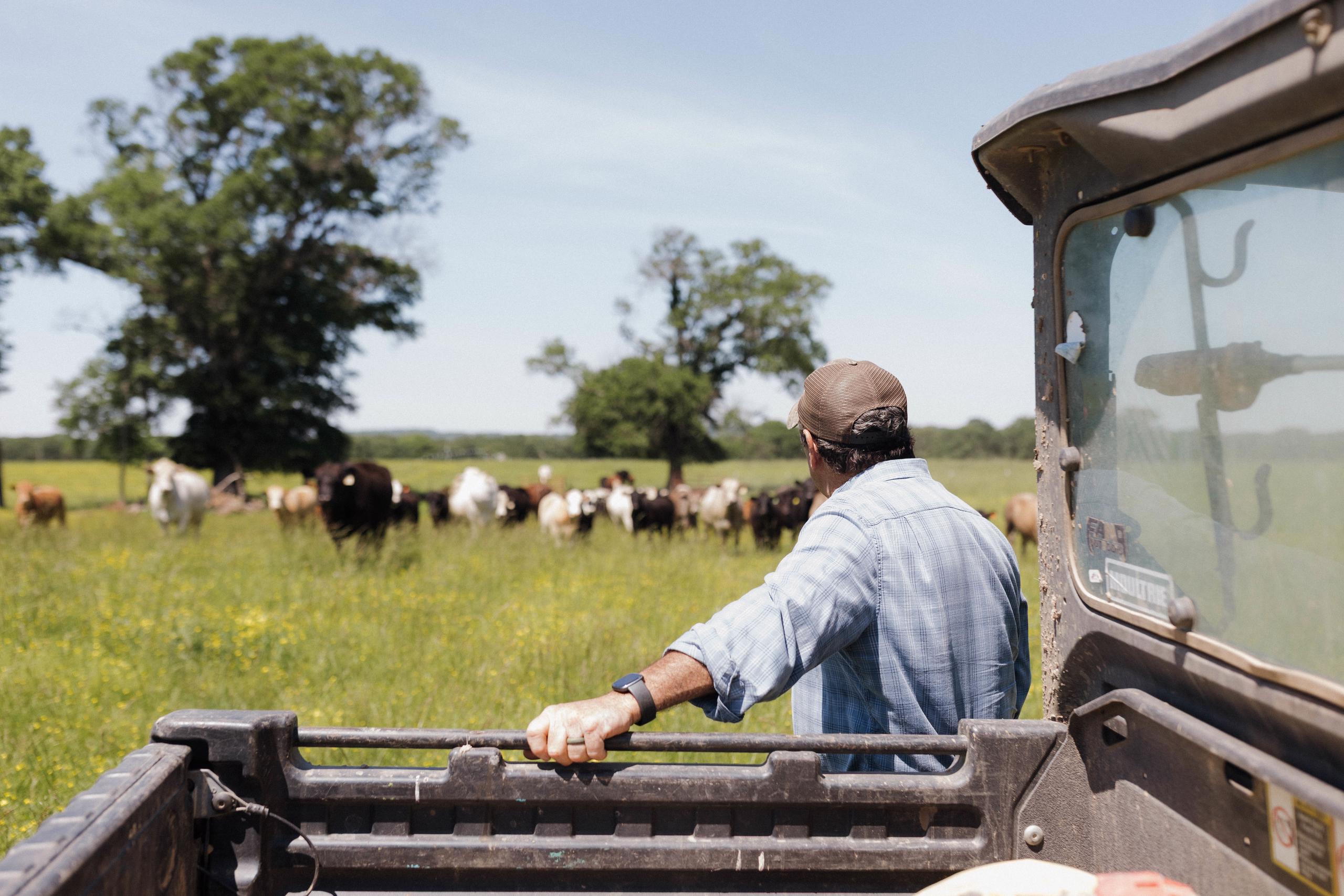 Man looking out at his cattle in the field with his hand on a side-by-side
