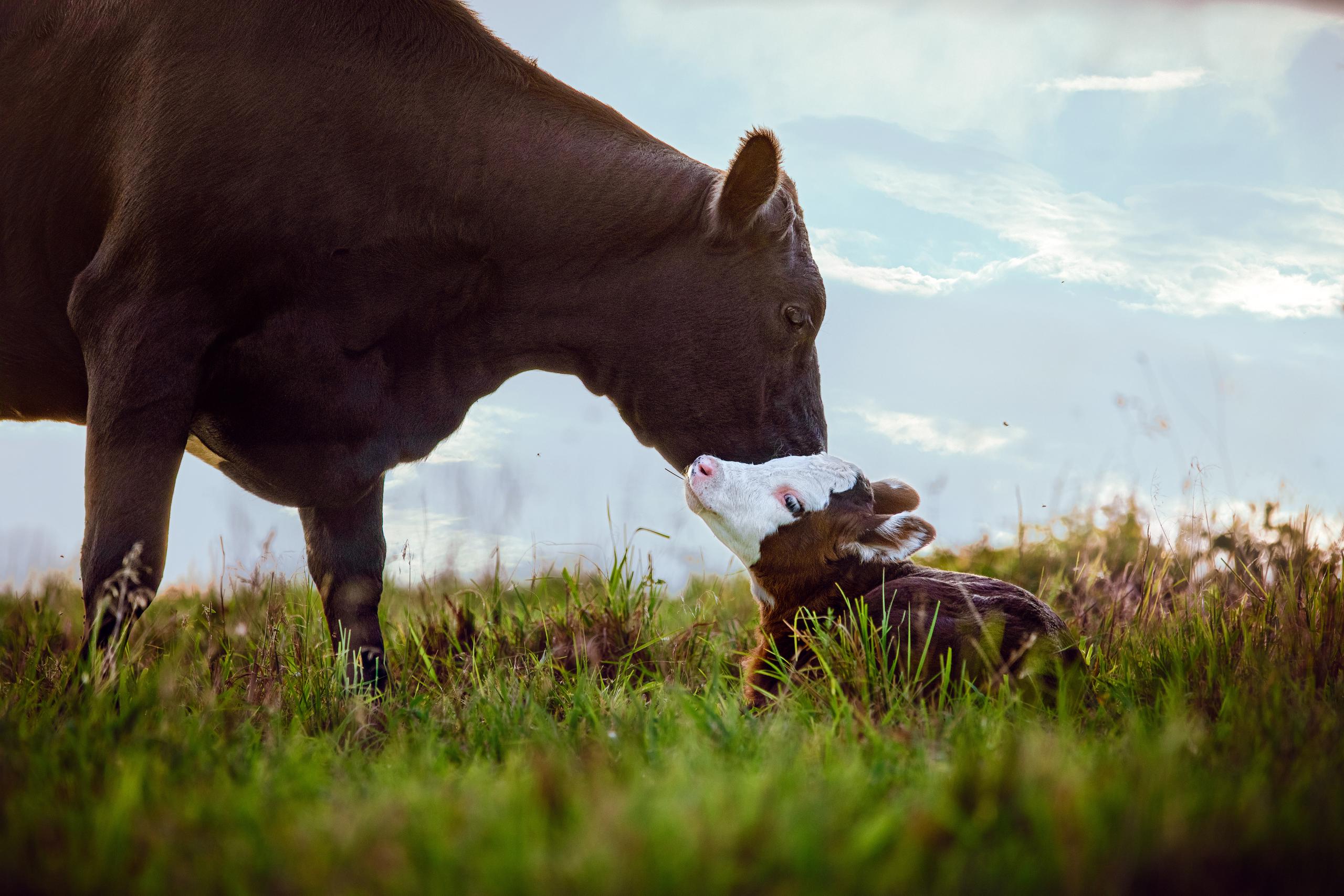 Mother cow grooms baby calf in a green pasture.