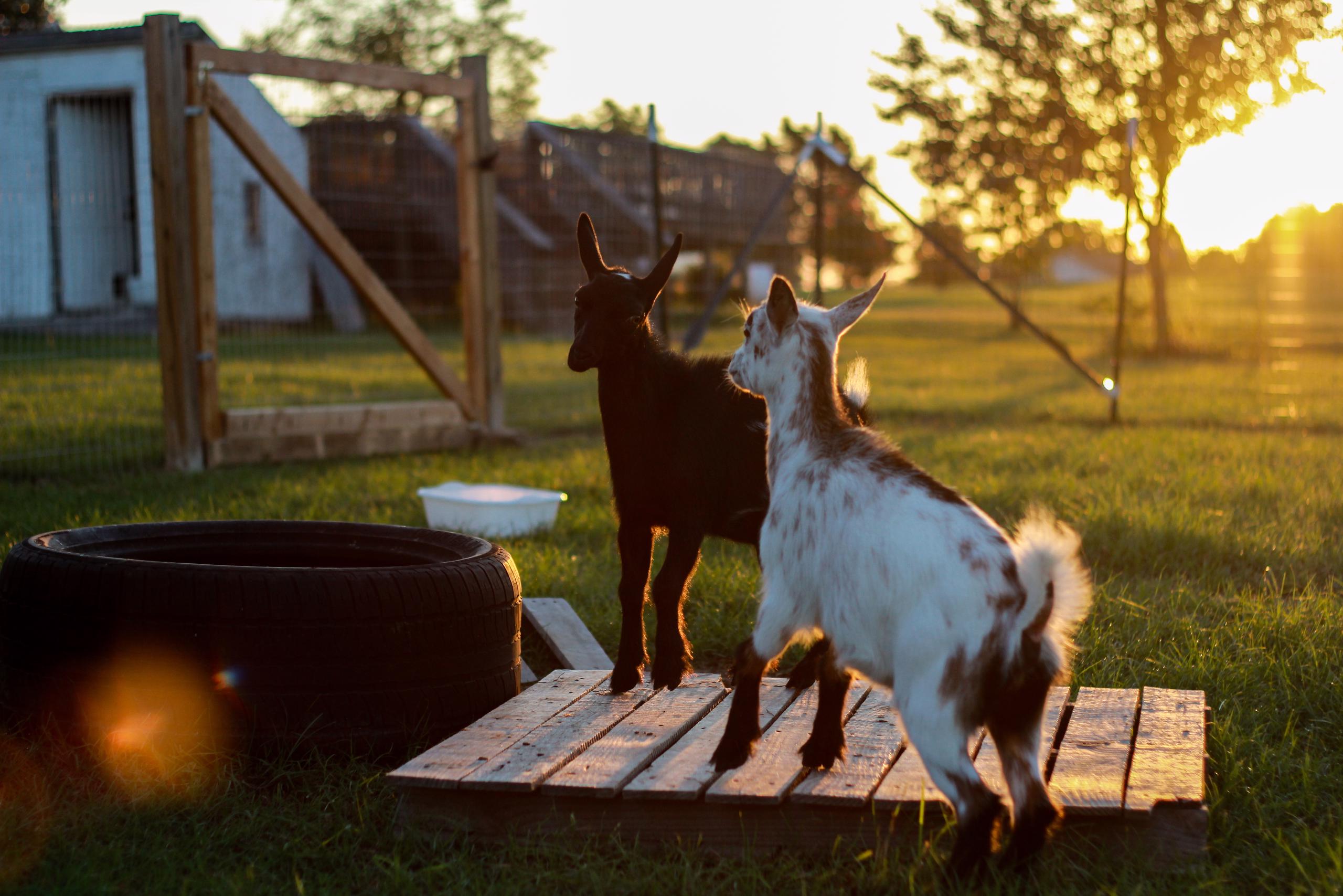 Two small goats play on a wooden pallet in golden sunlight.