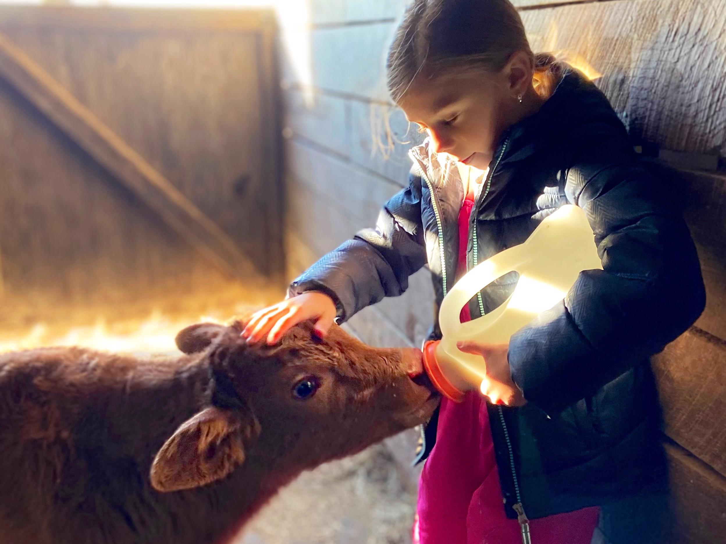 A young girl in pink coveralls and black coat bottles a red calf in barn.