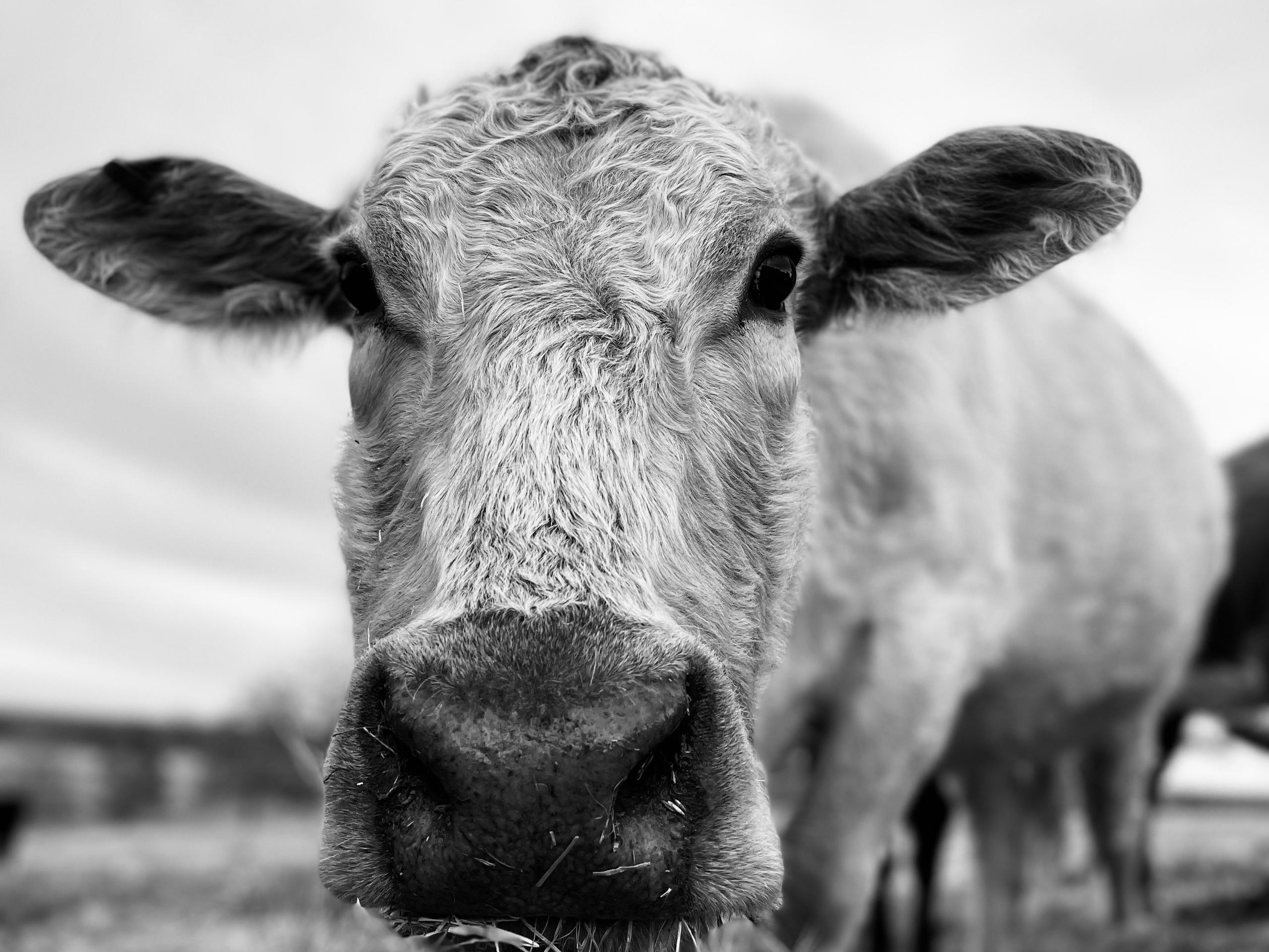 A close up photo of a cow in black and white.