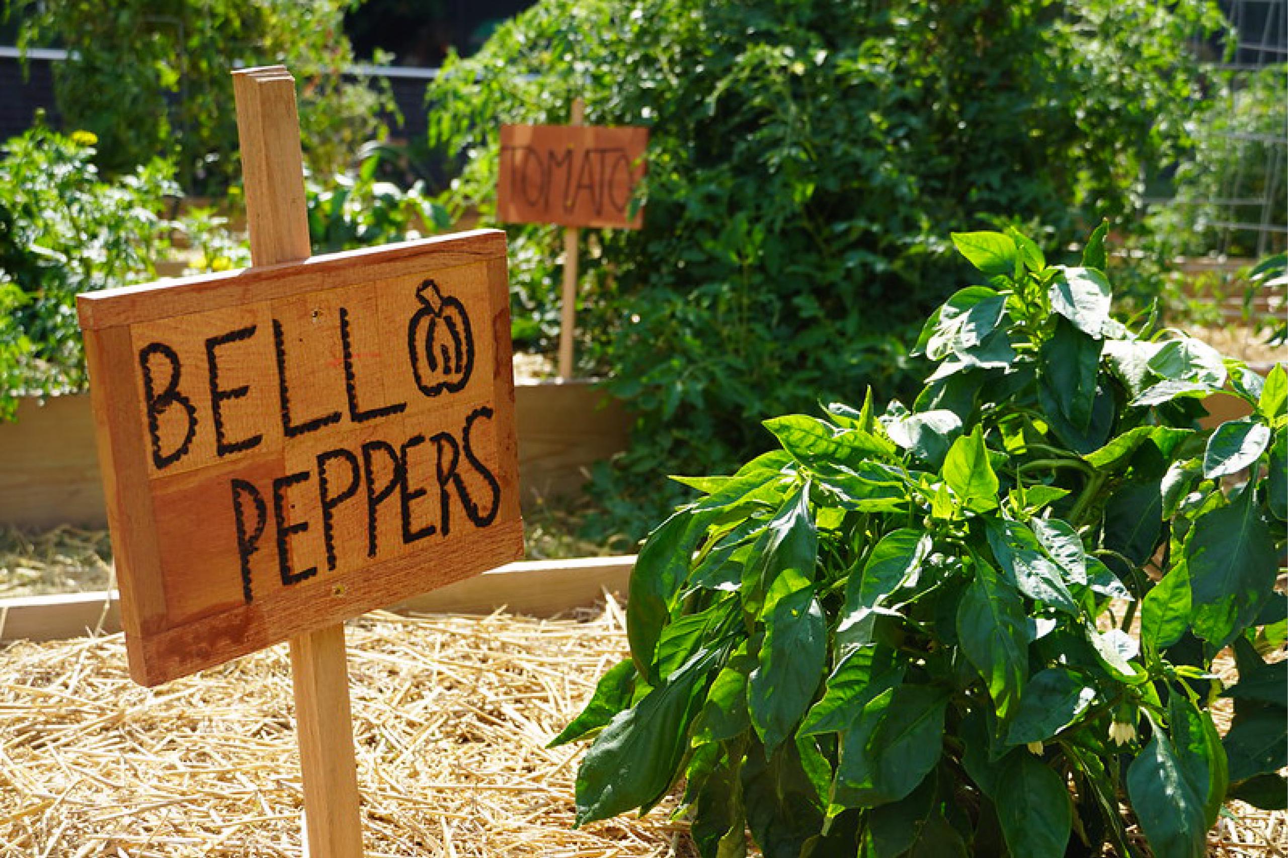 Garden sign reads "bell peppers"