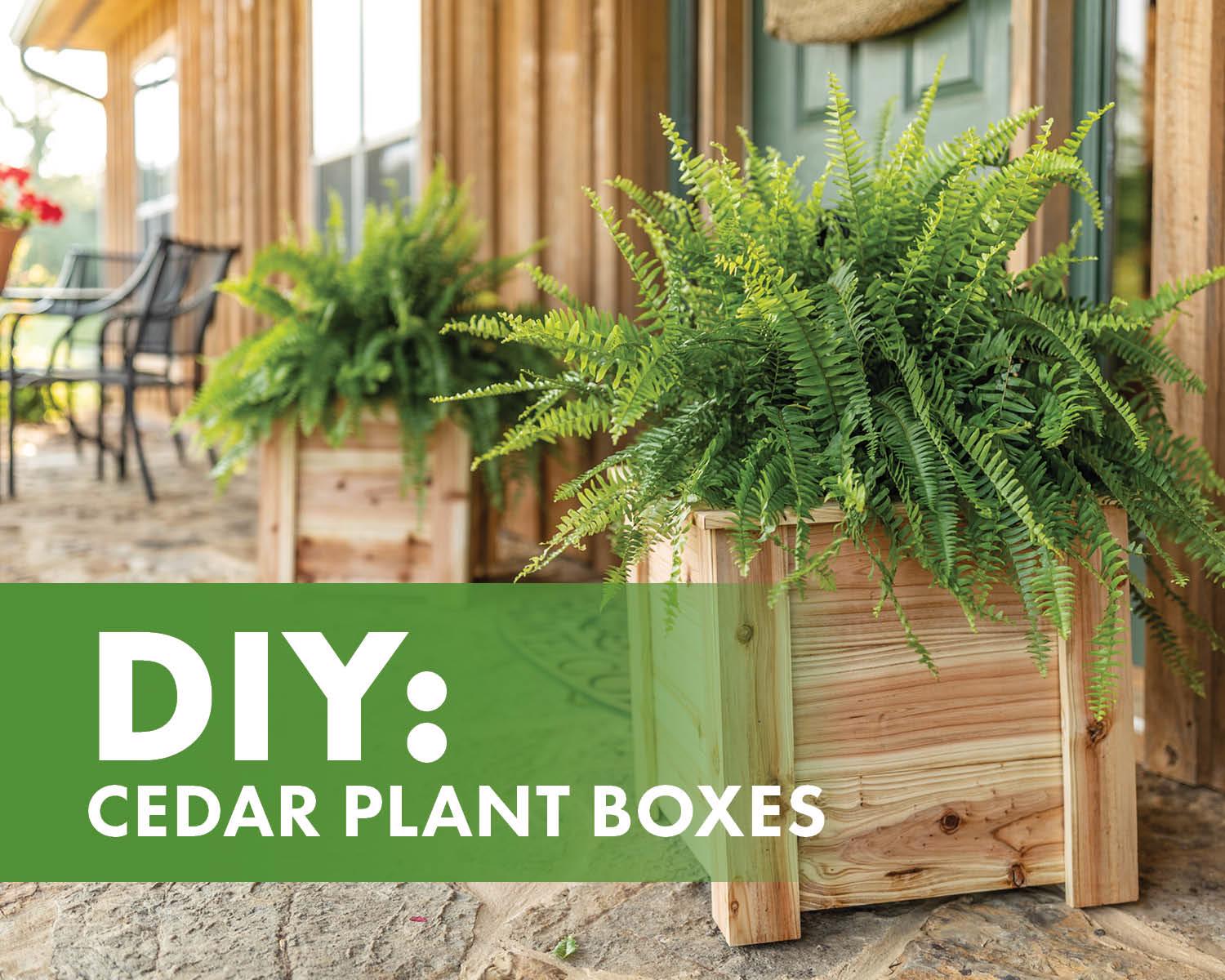 DIY Cedar Plant Boxes
