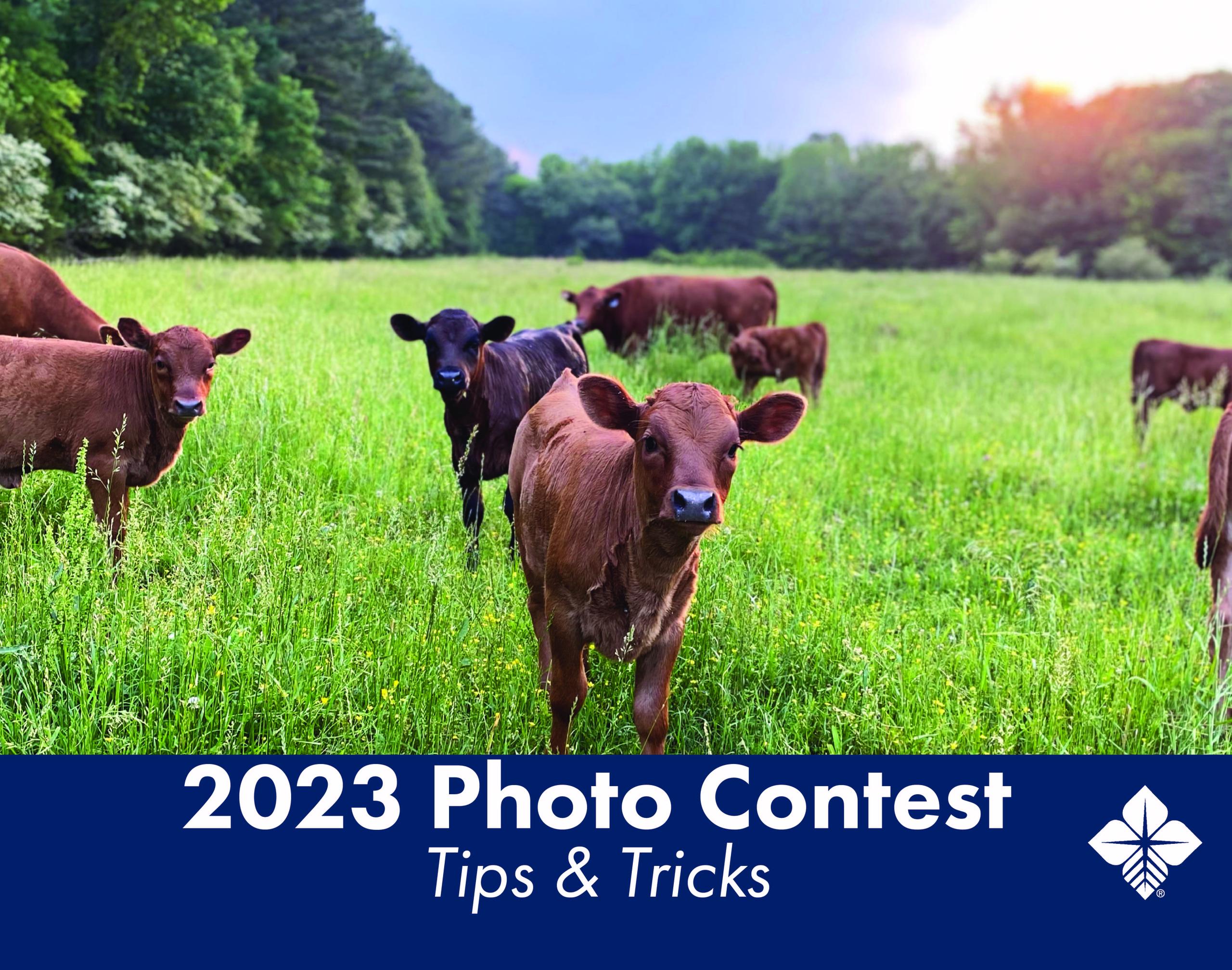 2023 Photo Contest Tips and Tricks with cows in back