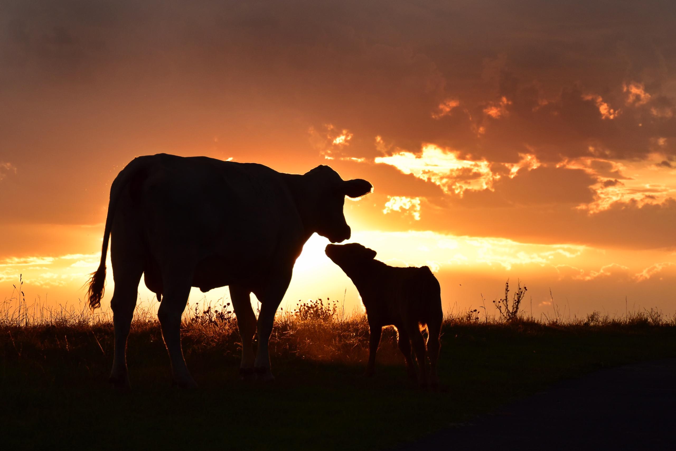 Silhouetted cow and calf against orange sunset.
