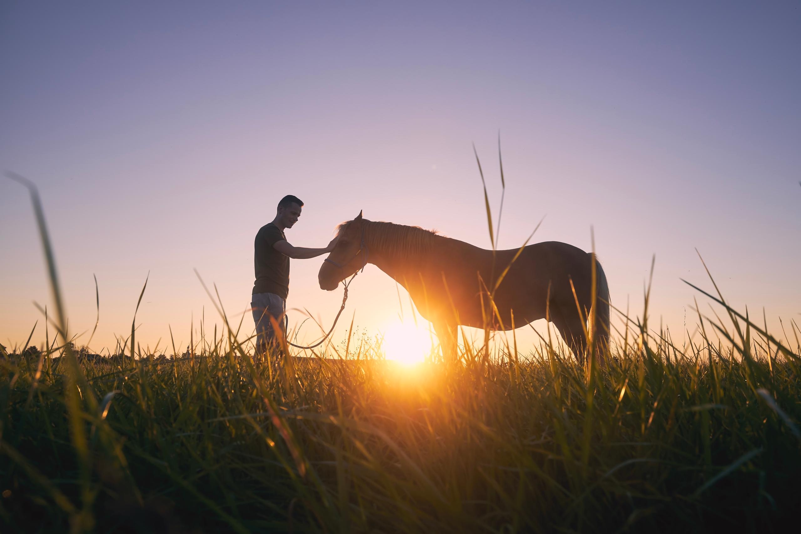 Silhouette of man petting horse in field at sunset